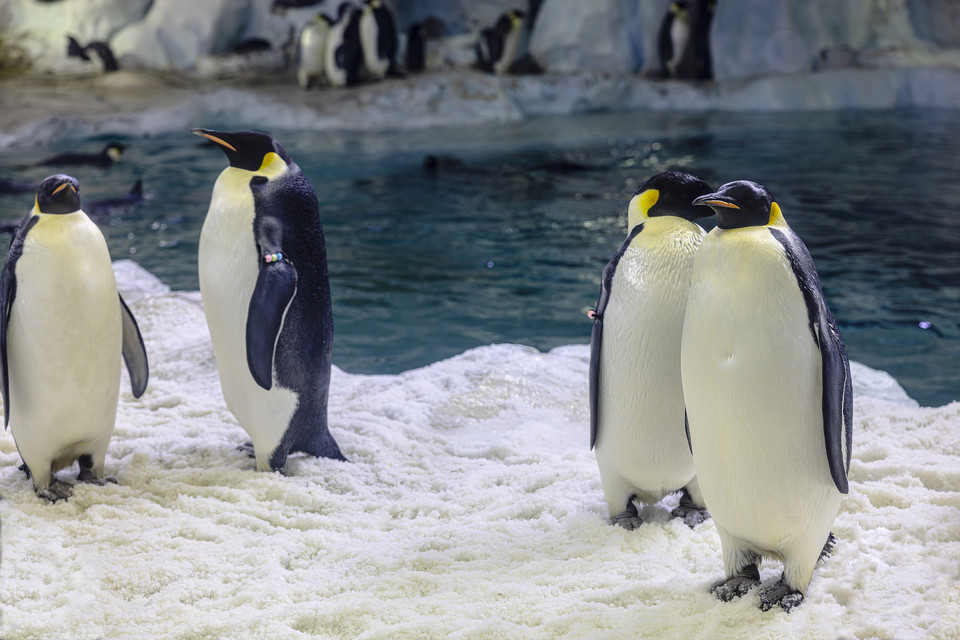 珠海长隆海洋王国企鹅馆图片