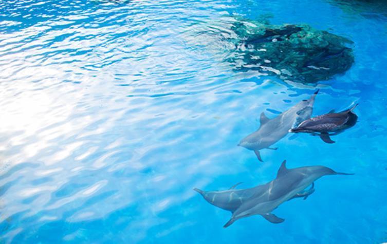 珠海长隆海洋王国海豚岛图片