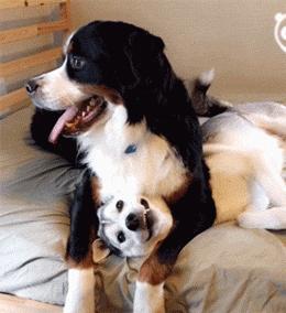 狗子的叫声有什么含义吗？