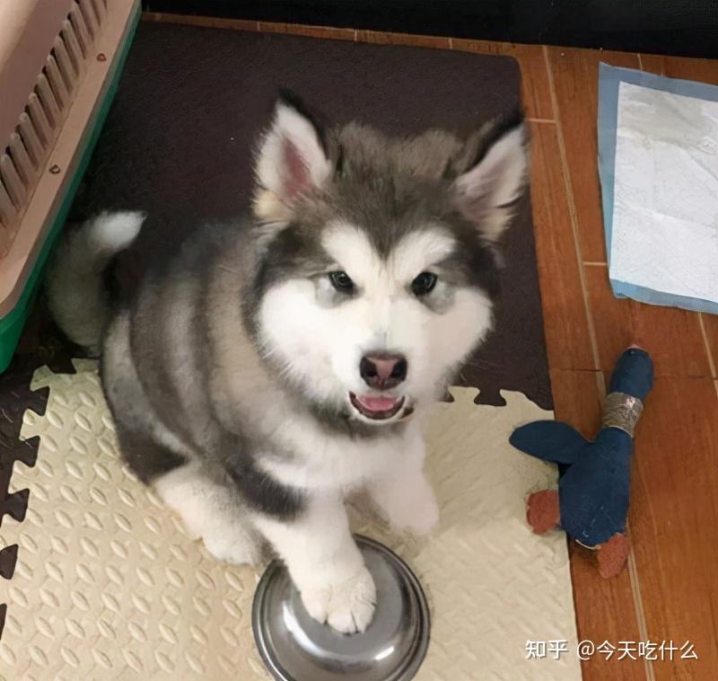 狗狗不同叫声的意思_狗狗叫声含义_狗狗叫声音乐