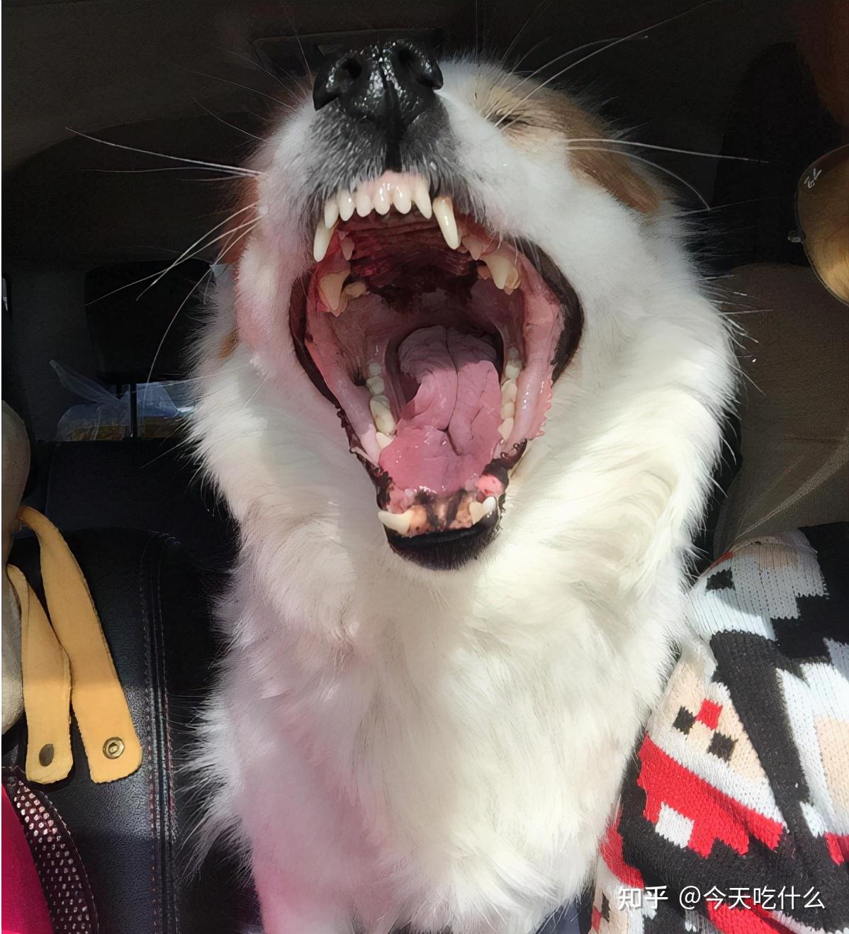 狗狗叫声音乐_狗狗不同叫声的意思_狗狗叫声含义