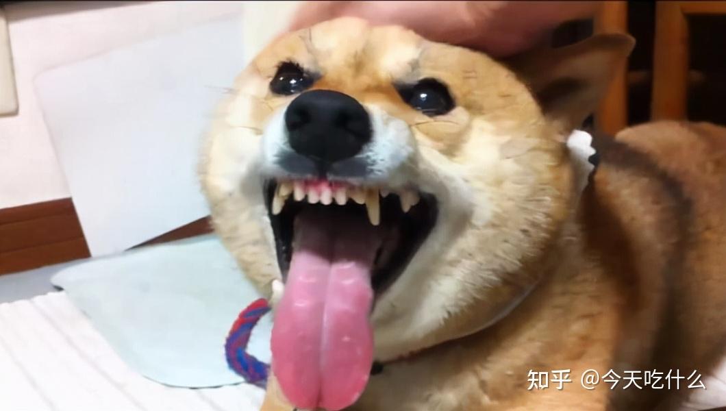 狗狗叫声音乐_狗狗叫声含义_狗狗不同叫声的意思