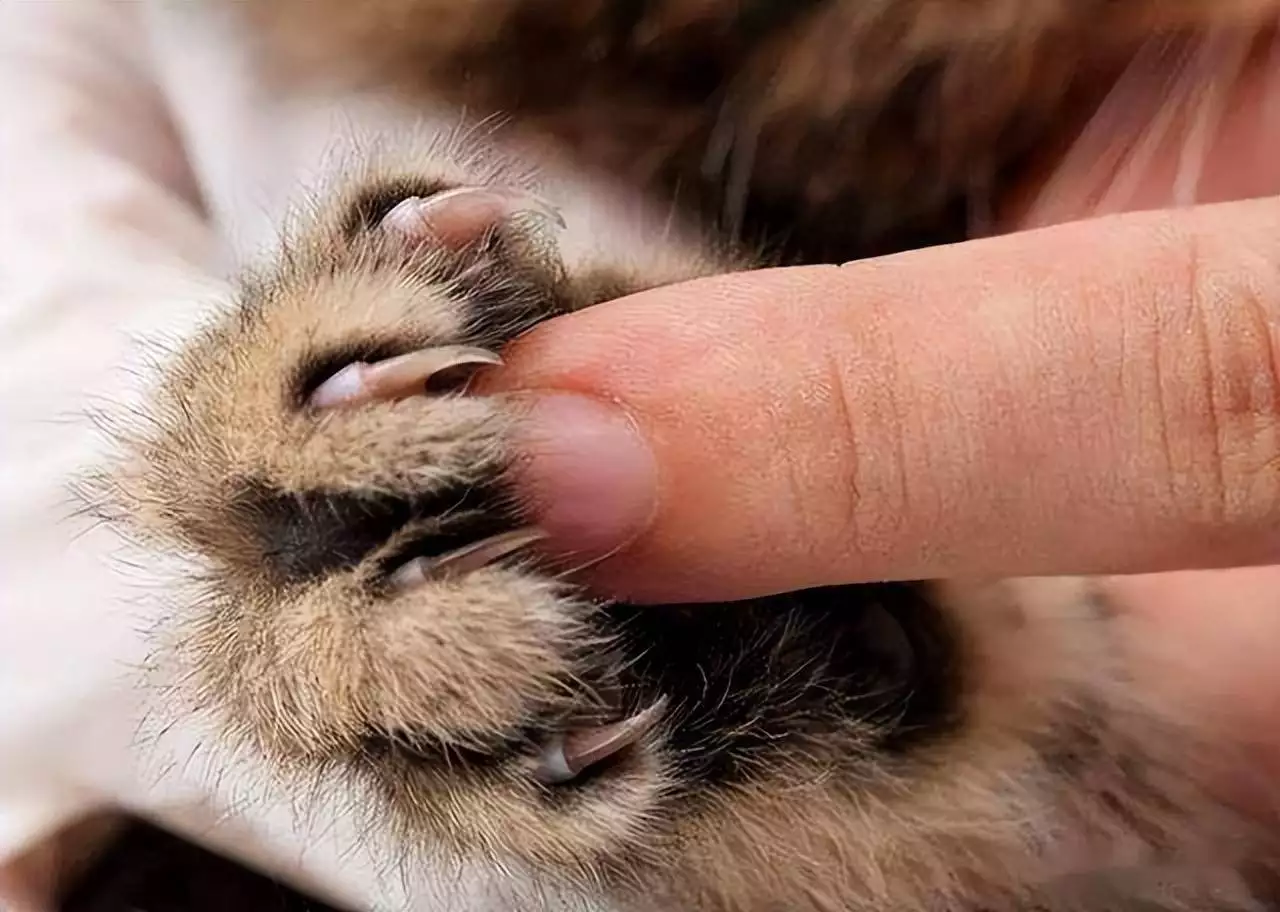 摸猫爪时，猫咪心里在想什么？这7种想法你未必知道