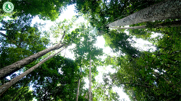 倾城影时装西双版纳旅拍_倩女幽魂手游2024国风文旅计划_倩女幽魂美女蛇