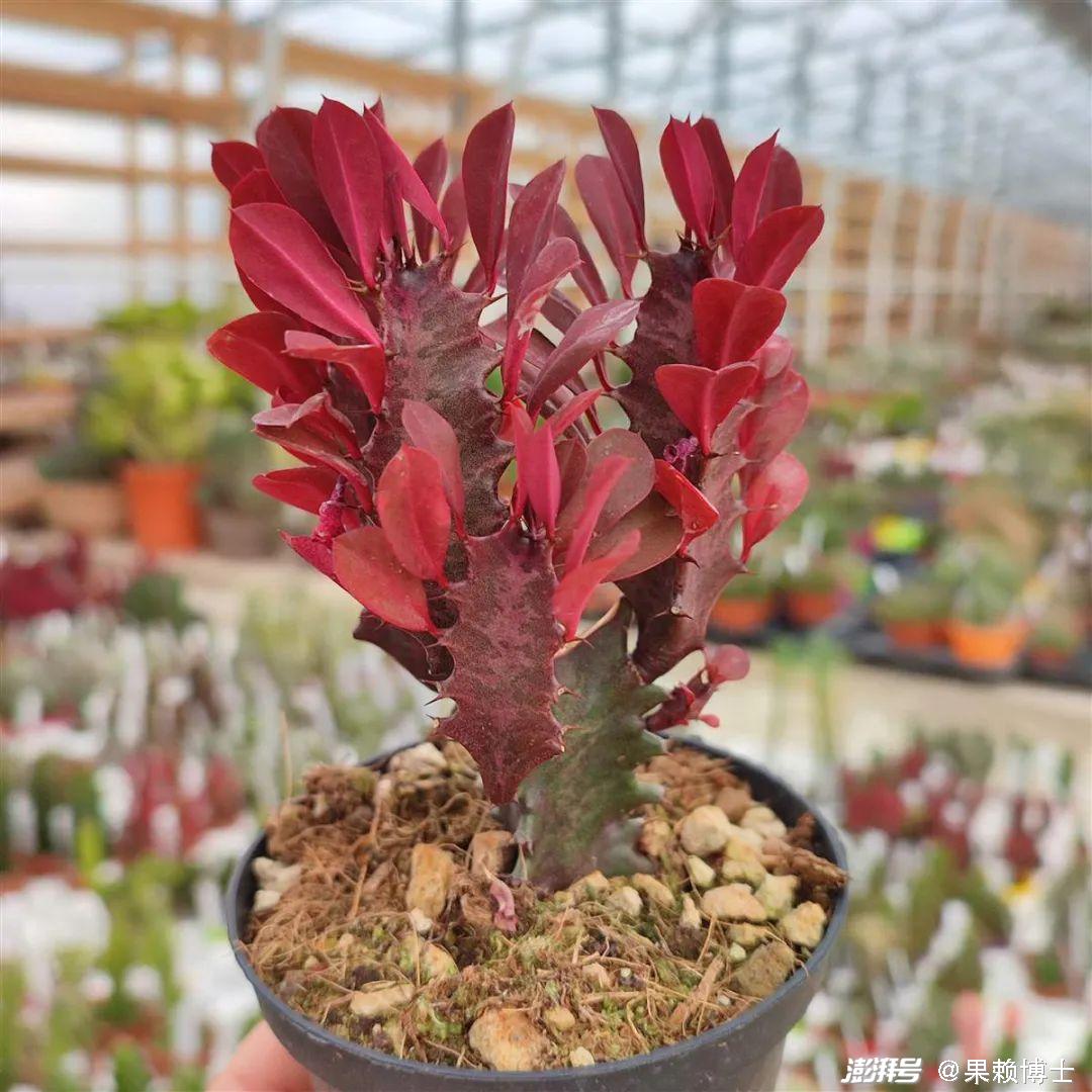 为什么龙骨花是一种危险的植物？龙骨花为什么不能养在家里？