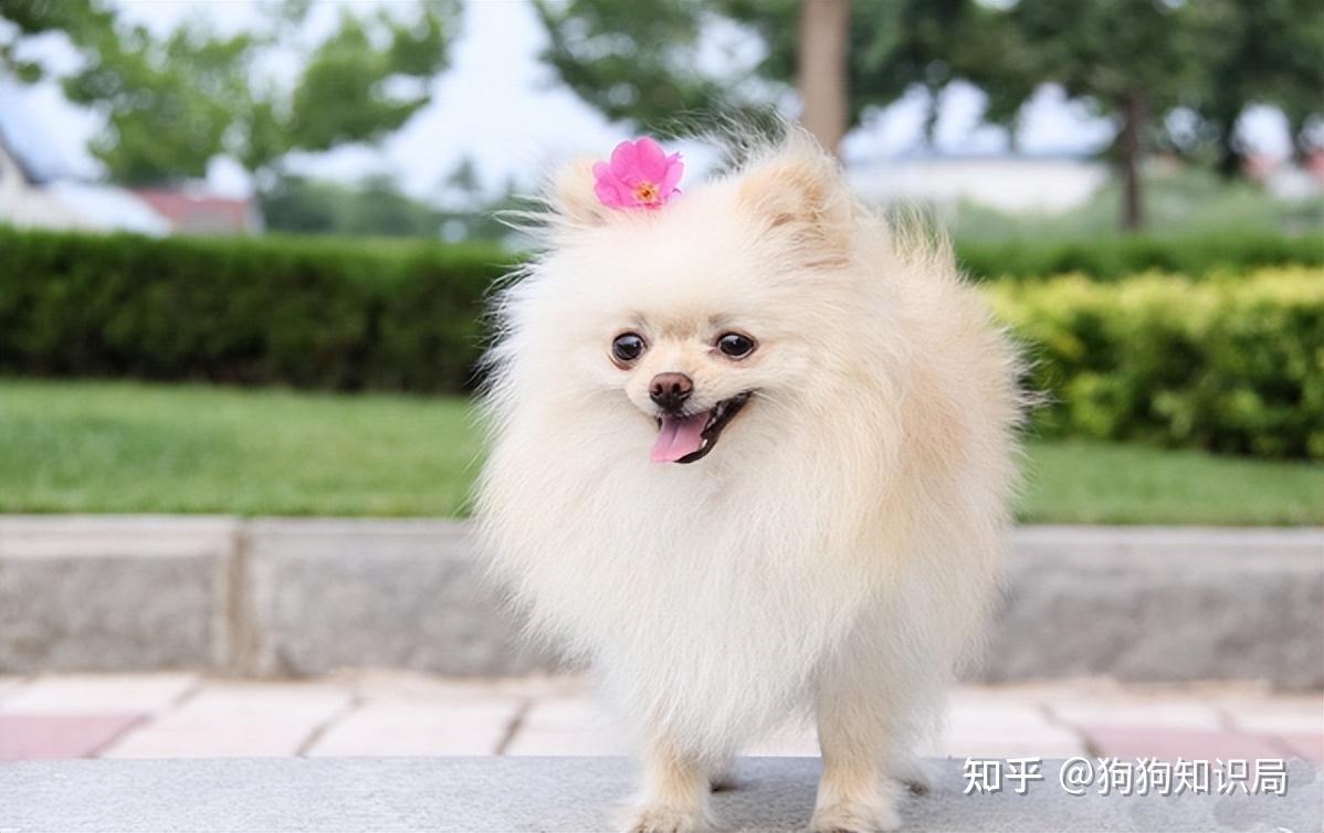 最全！常见的27种狗狗，你认识几种？