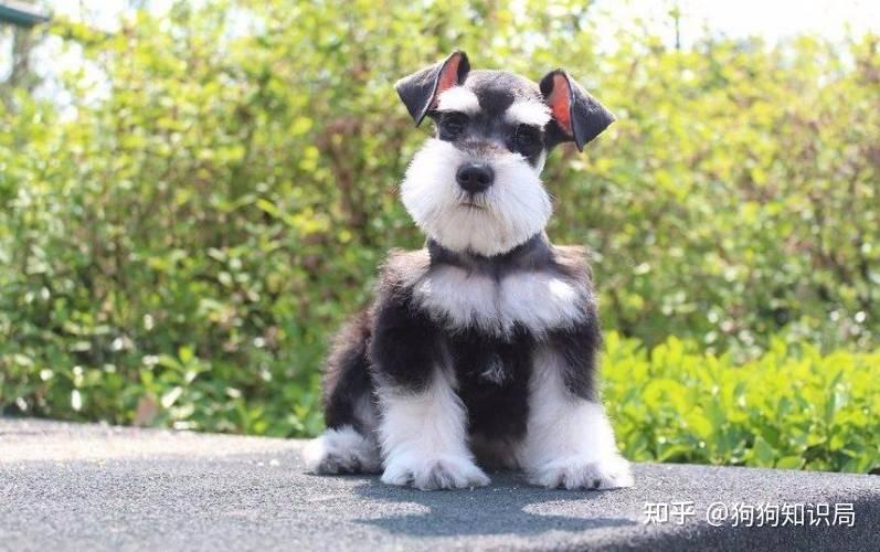 最全！常见的27种狗狗，你认识几种？