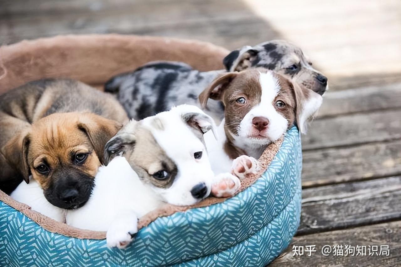 狗狗一生的5个阶段，你家狗处于哪个时期呢？