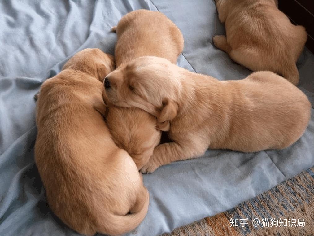 狗狗一生的5个阶段，你家狗处于哪个时期呢？