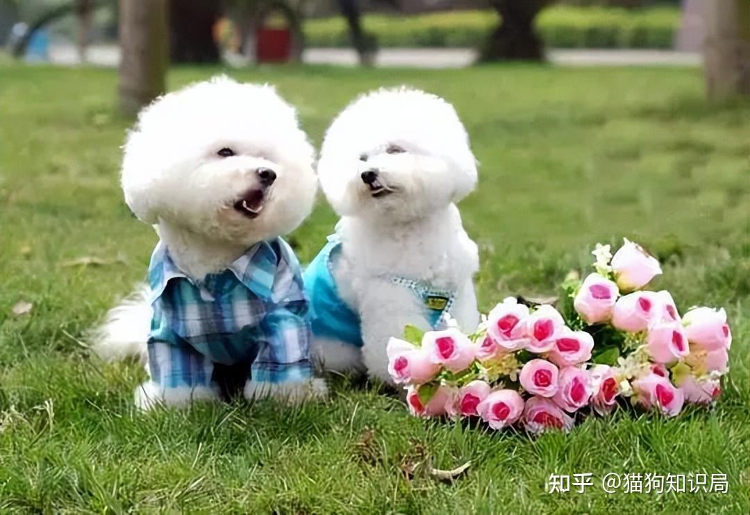 狗狗一生的5个阶段，你家狗处于哪个时期呢？