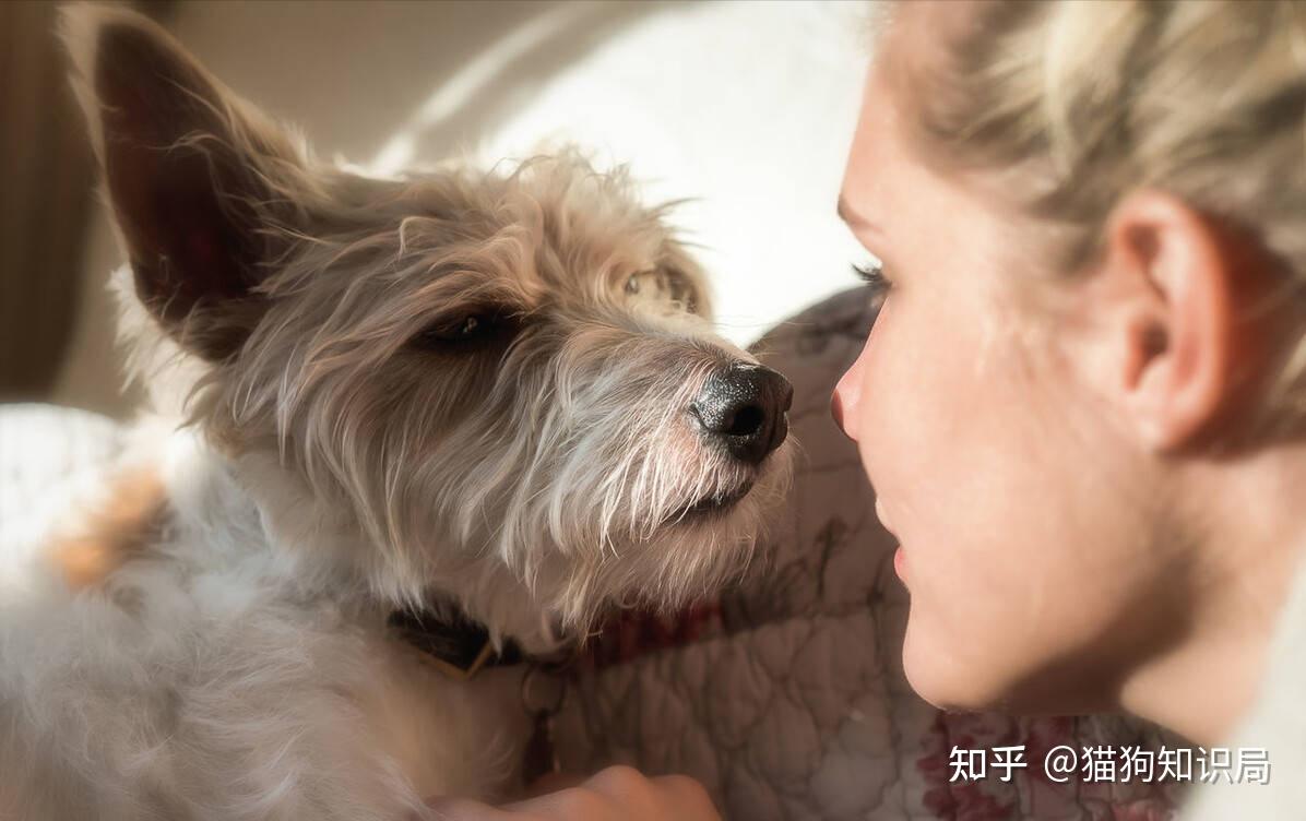 狗狗一生的5个阶段，你家狗处于哪个时期呢？