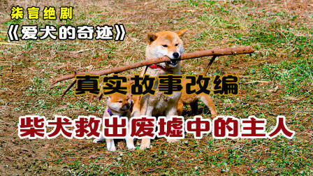 真实故事改编，柴犬救出废墟中的主人！——《爱犬的奇迹》