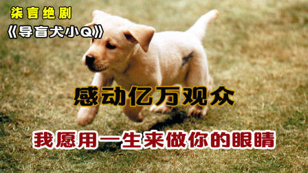 感动亿万观众，我愿用一生做你的眼睛！——《导盲犬小Q》