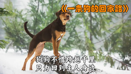 狗狗不惜跨却千里，只为回到主人身边！——《一条狗的回家路》