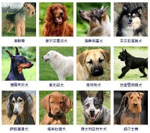 狗的品种大全（狗狗有多少品种）